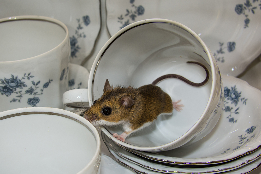 mice infection in glasgow