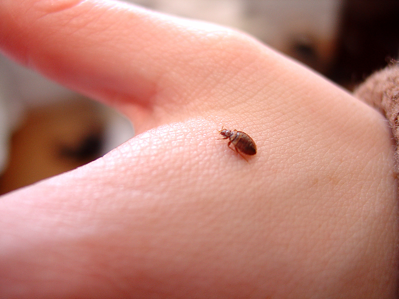 crawling pest control service in Glasgow