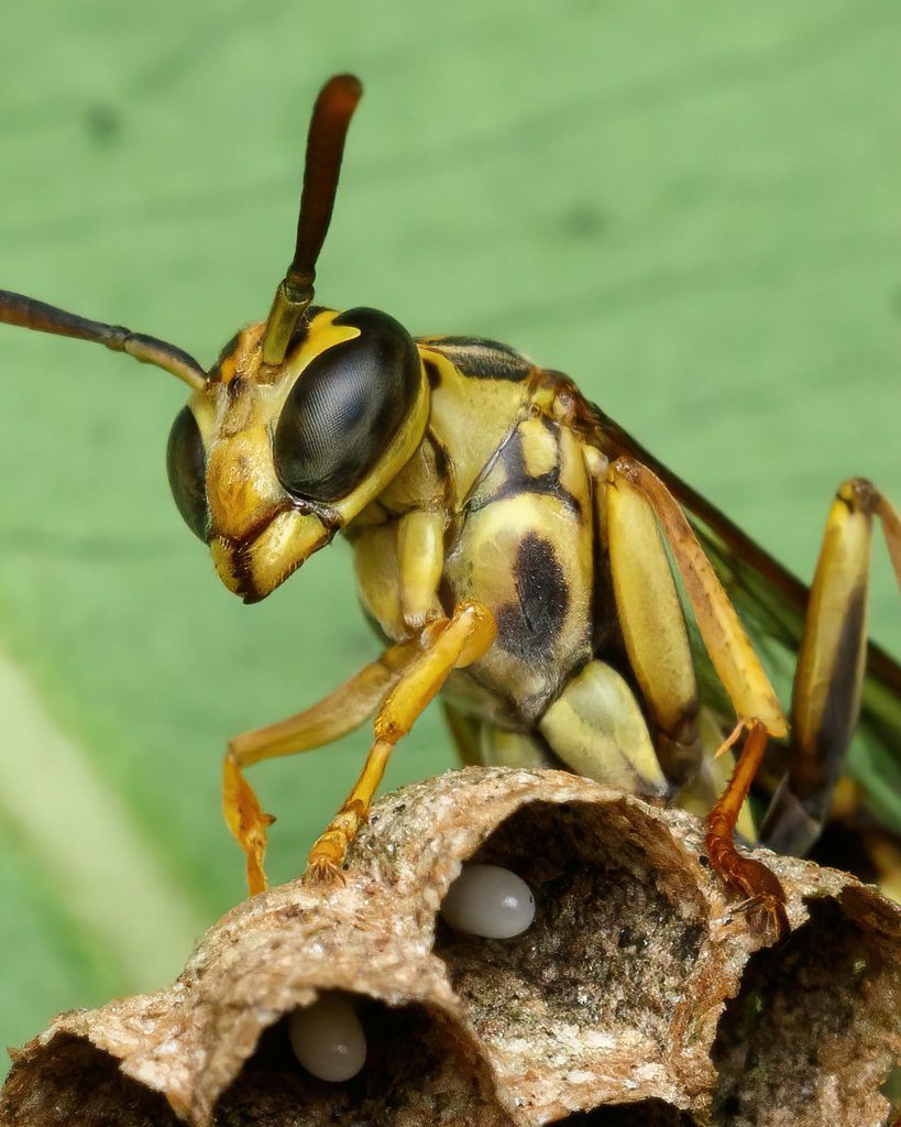 wasp nest removal in Glasgow